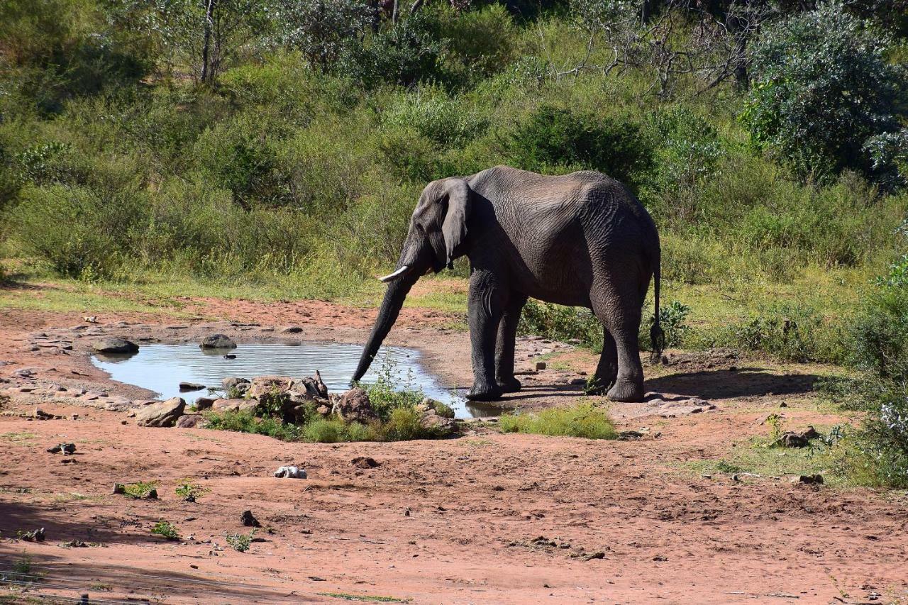 Sekala Private Game Lodge Welgevonden Game Reserve Zewnętrze zdjęcie